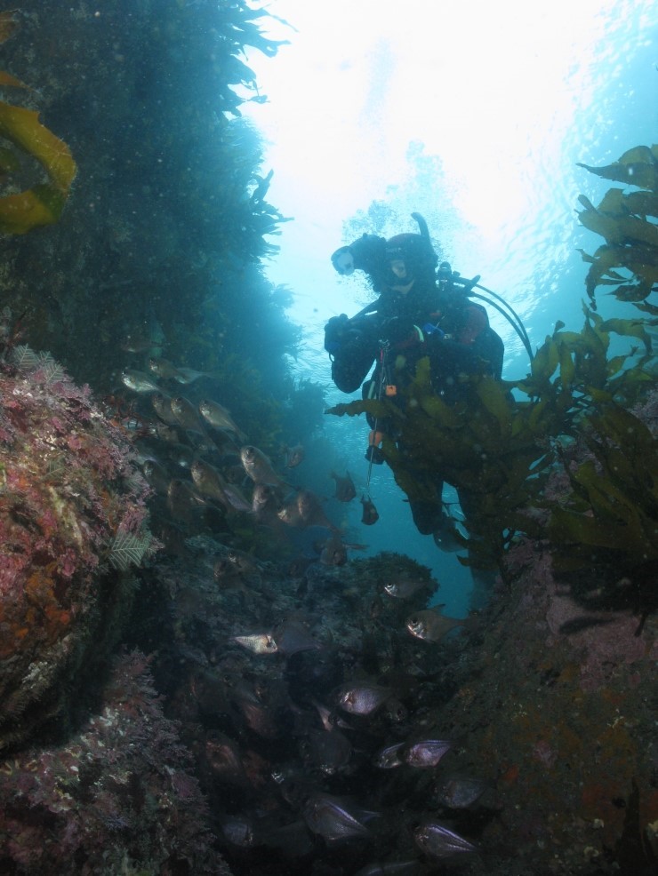 펀다이빙 - 제주도 굿다이버 - 범섬