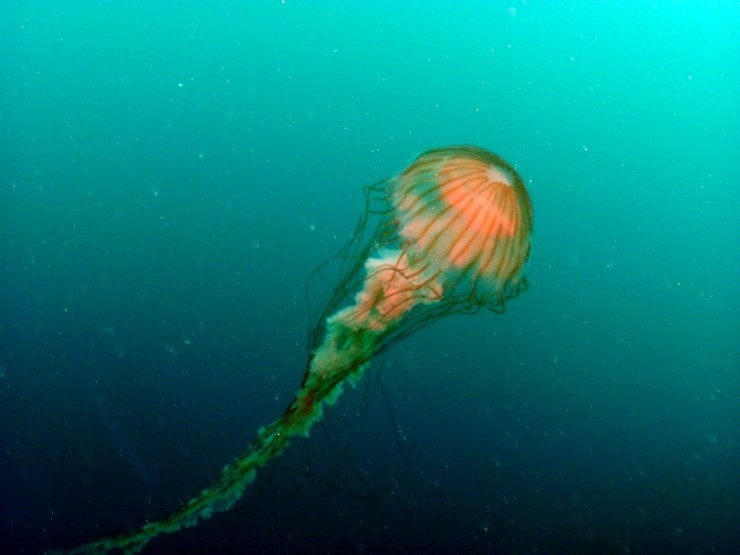 펀다이빙(어드밴스_보트) - 강릉 사천 바하마다이브리조트 - 아가짬