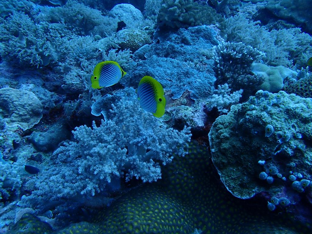 첫 펀다이빙♥ - 팔라우 - siaes corner