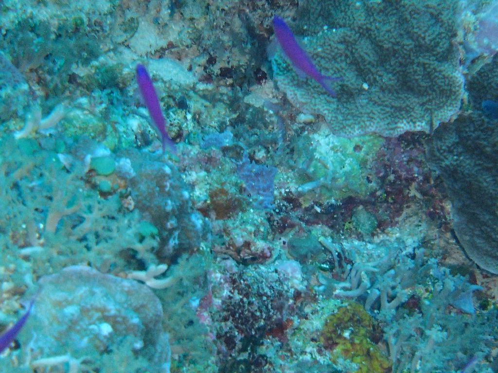 첫 펀다이빙♥ - 팔라우 - siaes corner