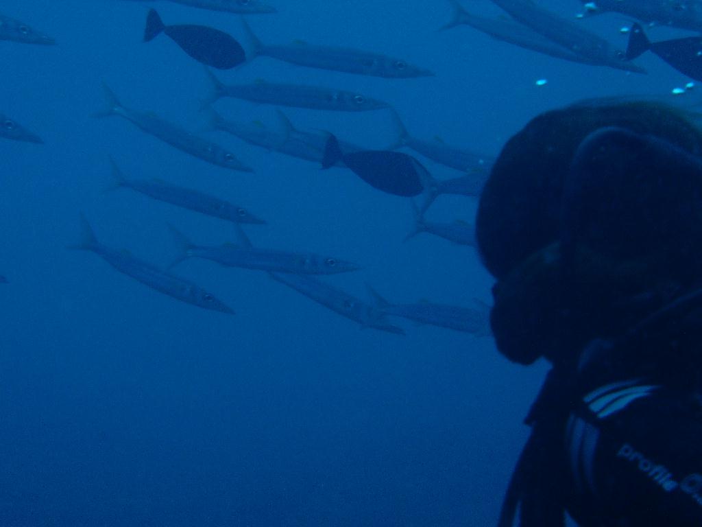 첫 펀다이빙♥ - 팔라우 - siaes corner