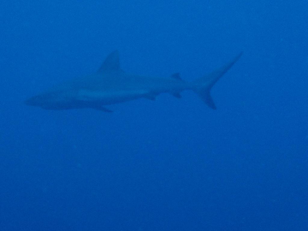 첫 펀다이빙♥ - 팔라우 - siaes corner