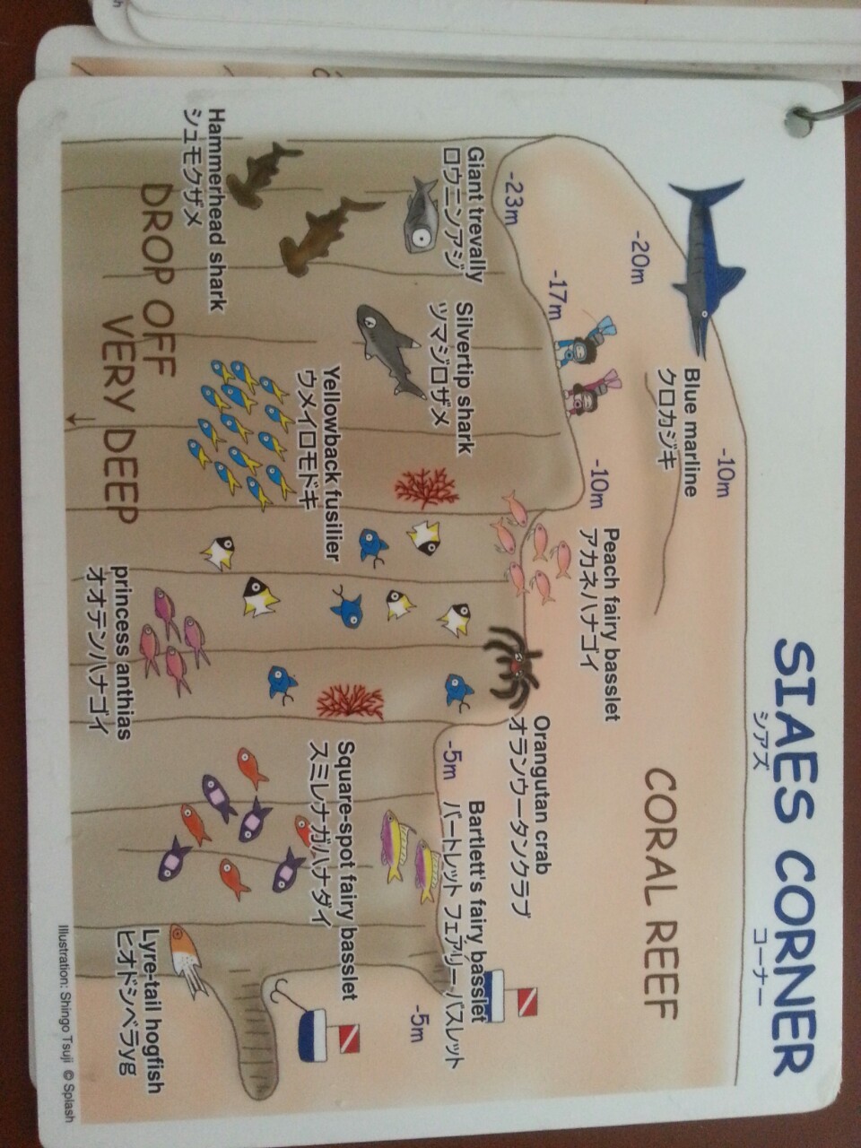 첫 펀다이빙♥ - 팔라우 - siaes corner