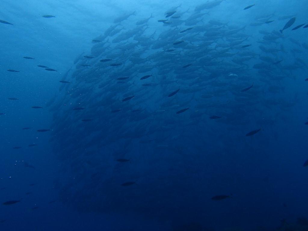 첫 펀다이빙♥ - 팔라우 - siaes corner