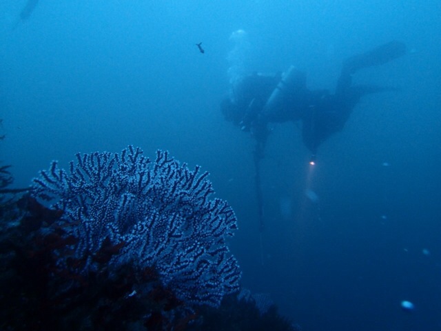 Fun diving - 강원도 고성 청간정리조트 - 독도
