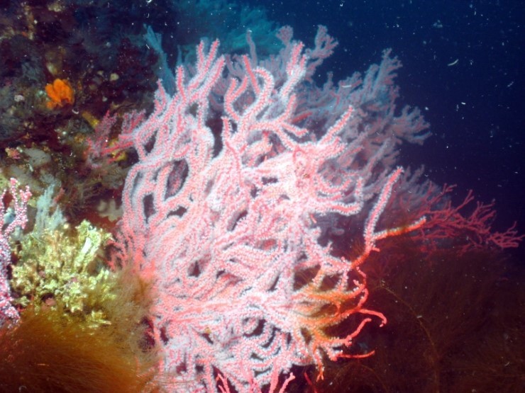 펀다이빙 (어드밴스_딥다이빙) - 고성 LF문암리조트 - 낙산대기