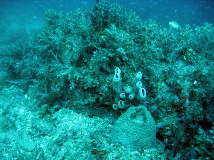 펀다이빙 - 제주도 굿다이버 - 문섬 새끼섬