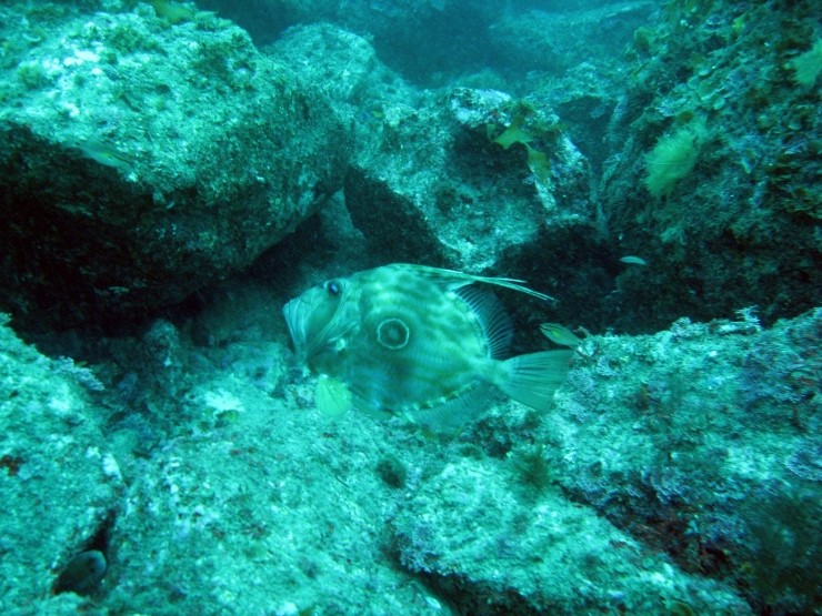 펀다이빙 - 제주도 굿다이버 - 문섬 새끼섬