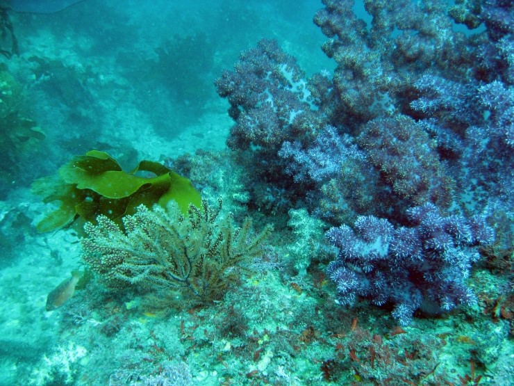 펀다이빙 - 제주도 굿다이버 - 문섬 새끼섬