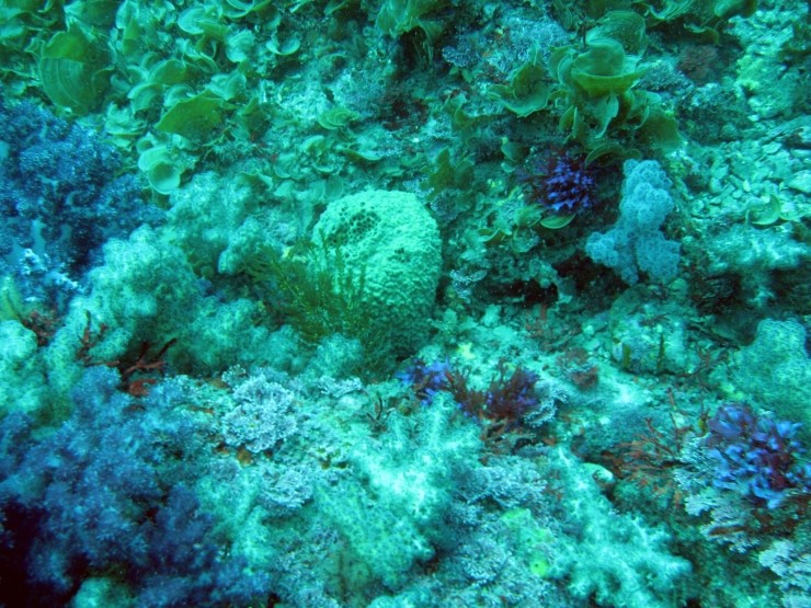 펀다이빙 - 제주도 굿다이버 - 문섬 새끼섬