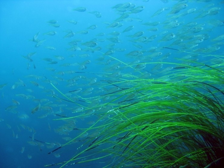 펀다이빙 - 강원도 강릉 바하마리조트 - 아가짬