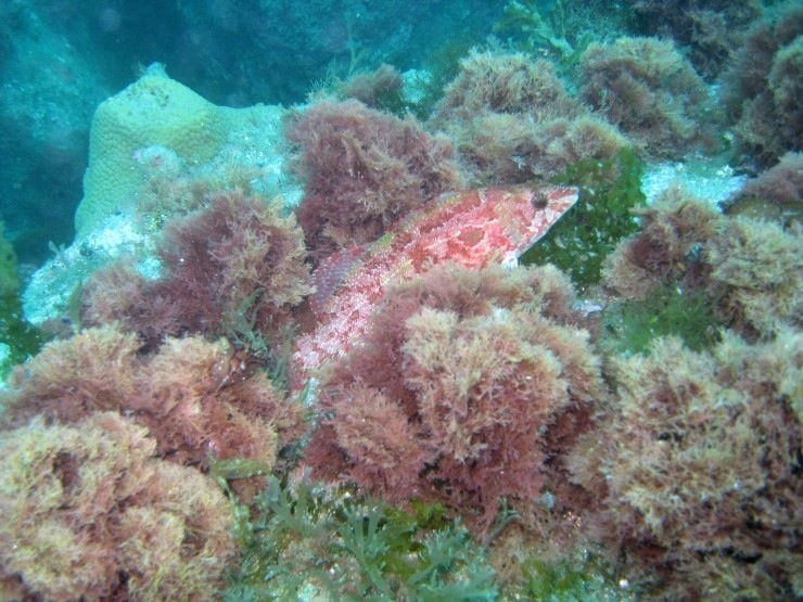 펀다이빙 - 강원도 강릉 바하마리조트 - 아가짬