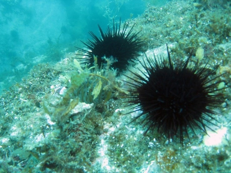 펀다이빙 - 강원도 강릉 바하마리조트 - 아가짬