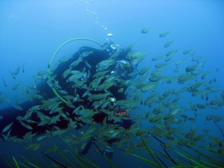 펀다이빙 - 강원도 강릉 바하마리조트 - 아가짬