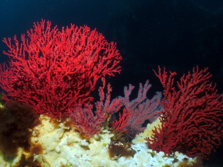 펀다이빙 - 강원도 강릉 바하마 다이브리조트 - 반파선