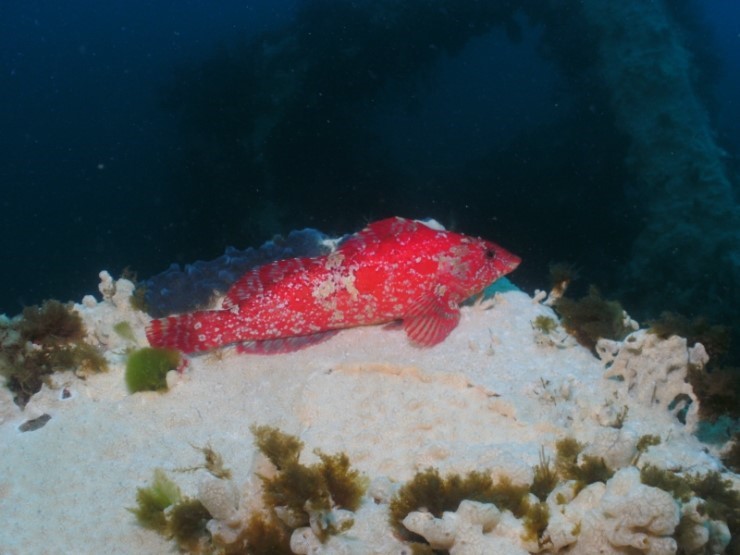 펀다이빙 - 강원도 강릉 바하마 다이브리조트 - 반파선