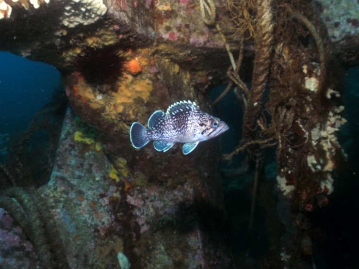 펀다이빙 - 강원도 강릉 바하마 다이브리조트 - 반파선