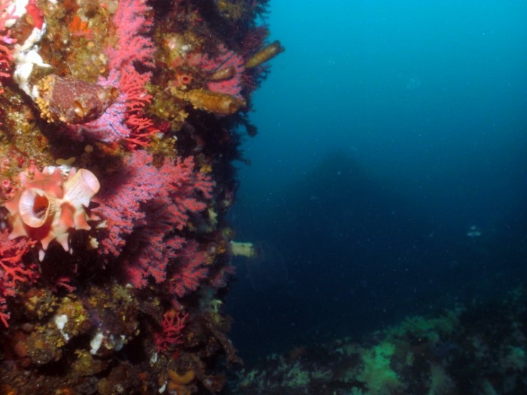 펀다이빙 - 강원도 강릉 바하마 다이브리조트 - 반파선
