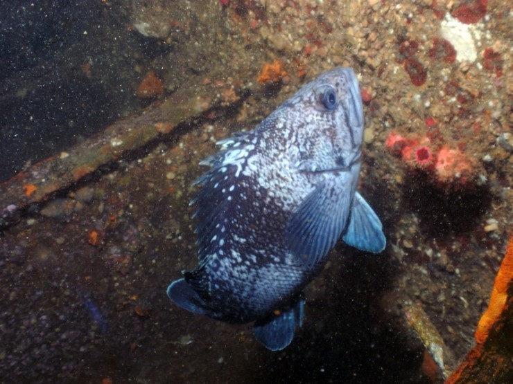 펀다이빙 - 강원도 강릉 바하마 다이브리조트 - 반파선