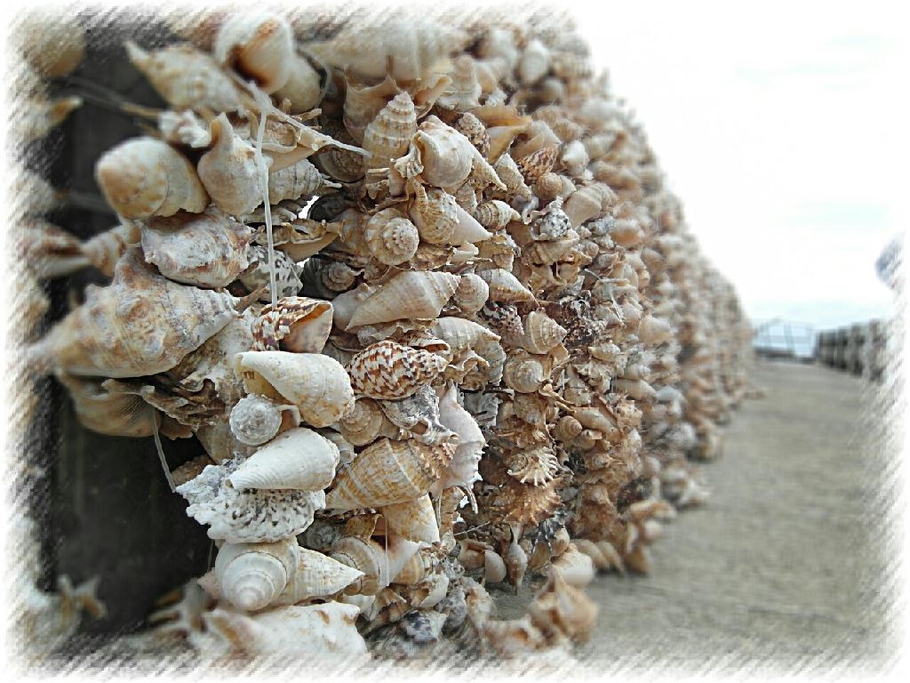 펀다이빙 - 준다이브 - 탈리사이(TALISAY)