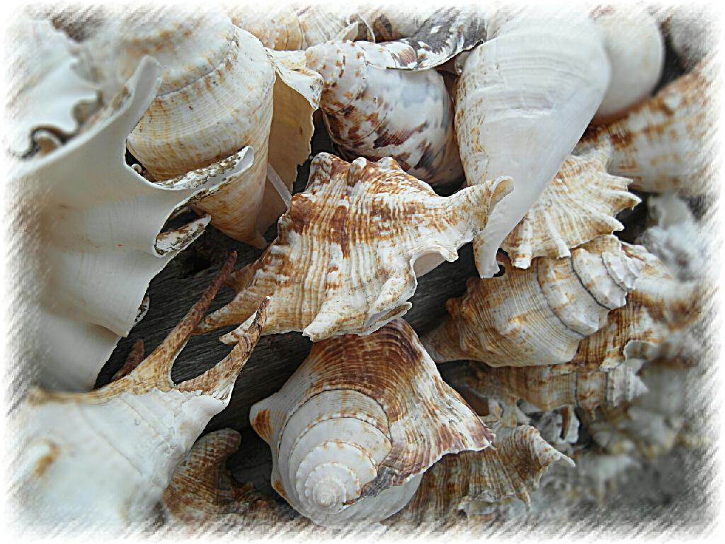 펀다이빙 - 준다이브 - 탈리사이(TALISAY)