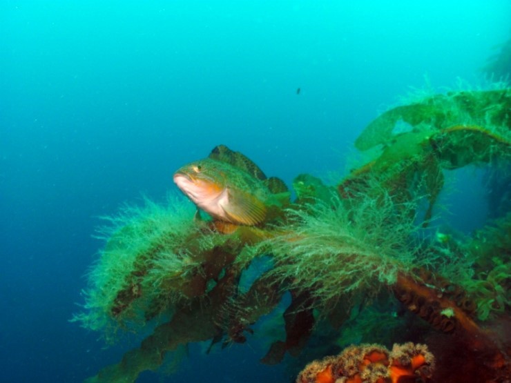 펀다이빙 - 강원도 고성 LF문암리조트 - 금강산