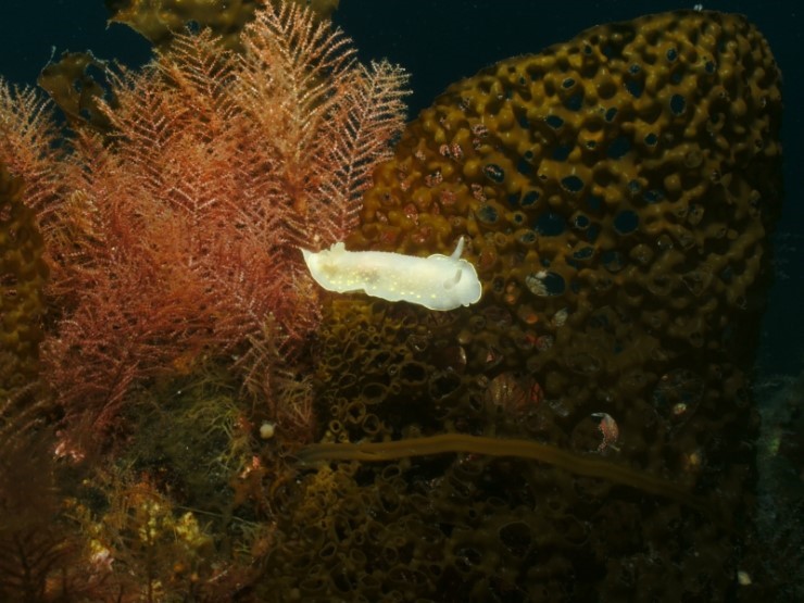 펀다이빙 - 강원도 고성 LF문암리조트 - 금강산