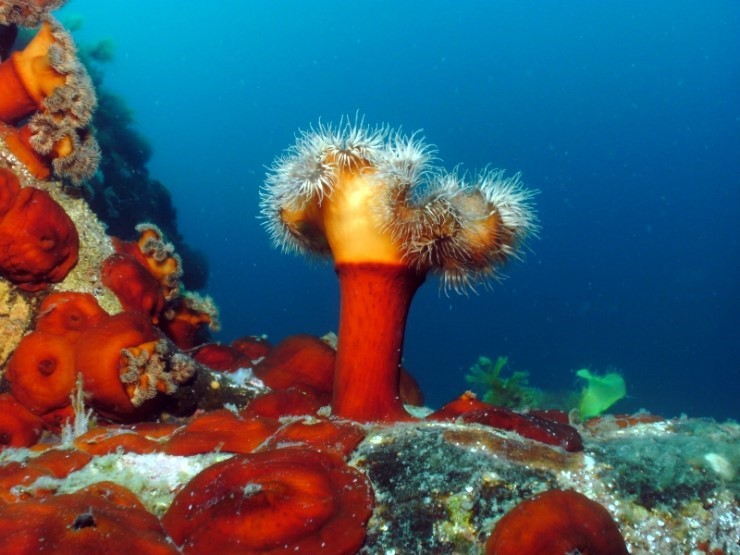 펀다이빙 - 강원도 고성 LF문암리조트 - 금강산