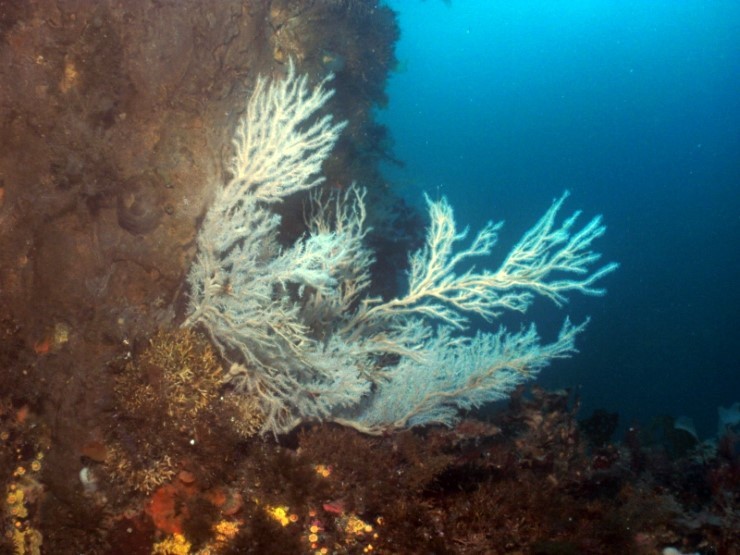 펀다이빙 - 강원도 고성 LF문암리조트 - 마이산