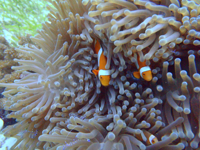 aow #3 - easy dive resort - 올랑고 탈리마(talima)