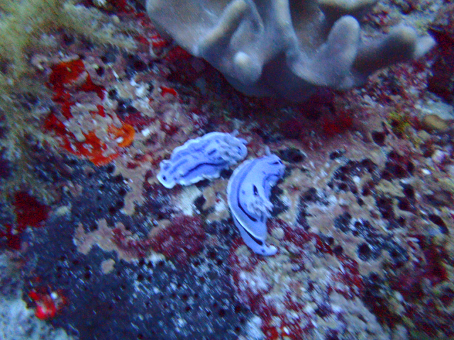 aow #3 - easy dive resort - 올랑고 탈리마(talima)