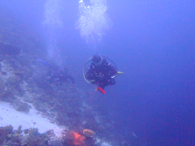 aow #3 - easy dive resort - 올랑고 탈리마(talima)