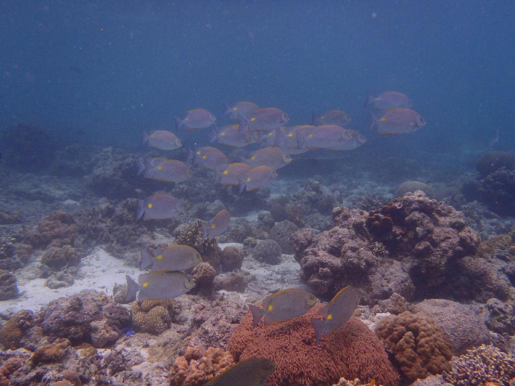 펀다이빙 - 이지다이브 리조트 - 힐룽뚜안