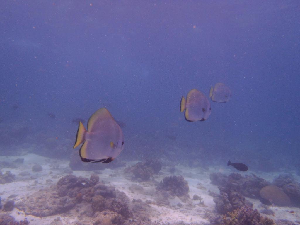 펀다이빙 - 이지다이브 리조트 - 힐룽뚜안