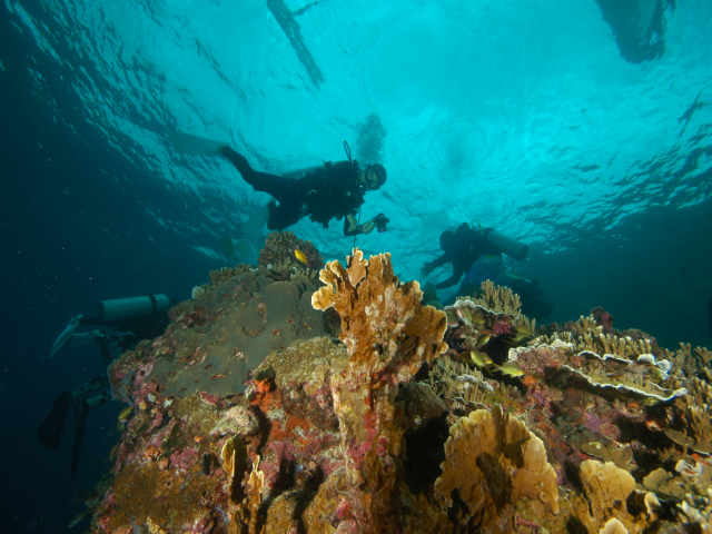 펀다이빙 - 준다이브 - 튜브레(TUBLE)