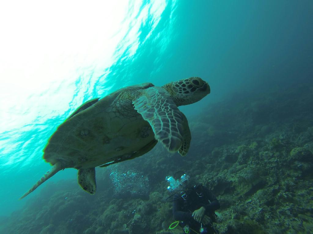 펀다이빙 - 준다이브 - 탈리사이(TALISAY)