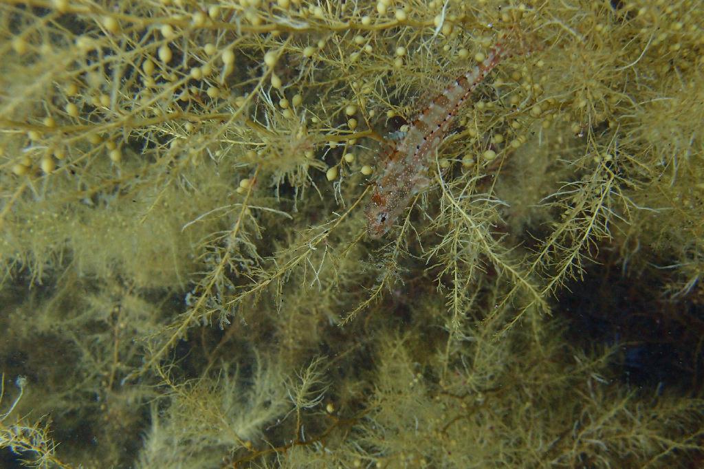 강원도 고성군 아야진 다이브리조트 - 문장대