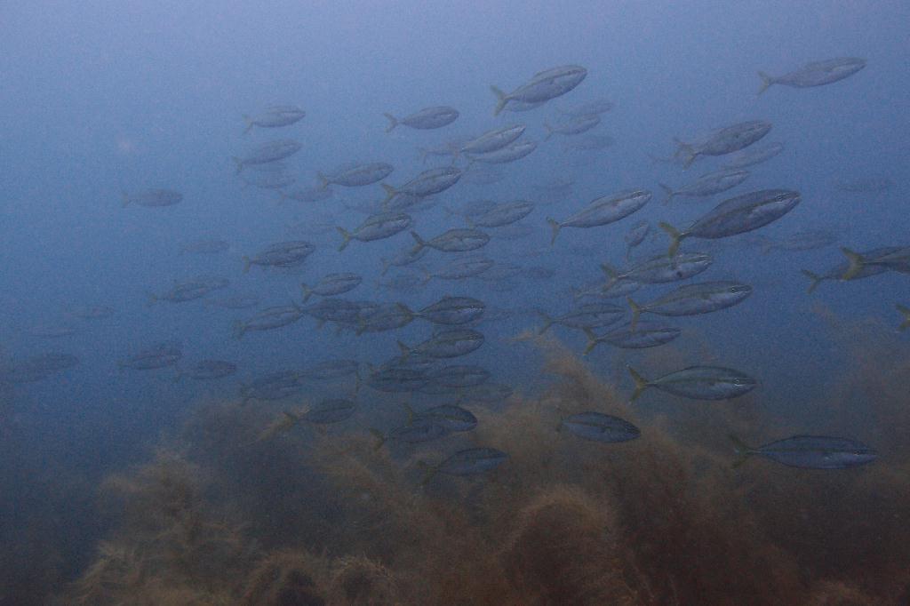 강원도 고성군 아야진 다이브리조트 - 문장대