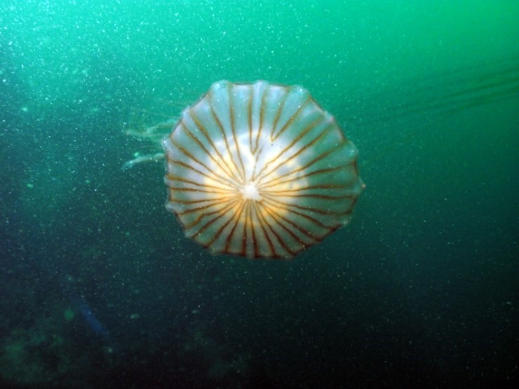 펀다이빙 - 강원도 강릉 바하마 다이브리조트 - 숨바꼭질