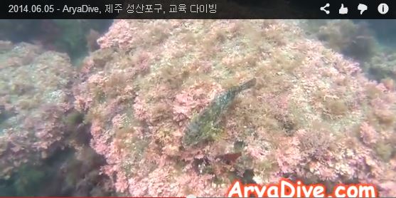 제주도 성산포구(성산스쿠버) - 비치포인트