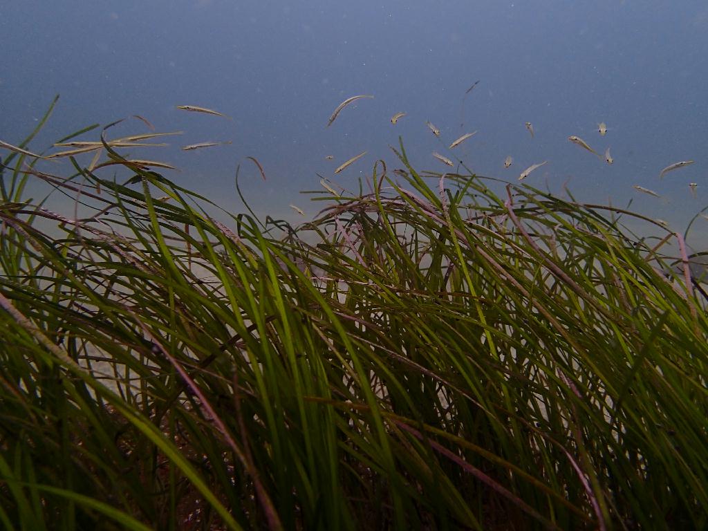 Fun Diving - 강원도 고성 청간정 리조트 - 인공어초