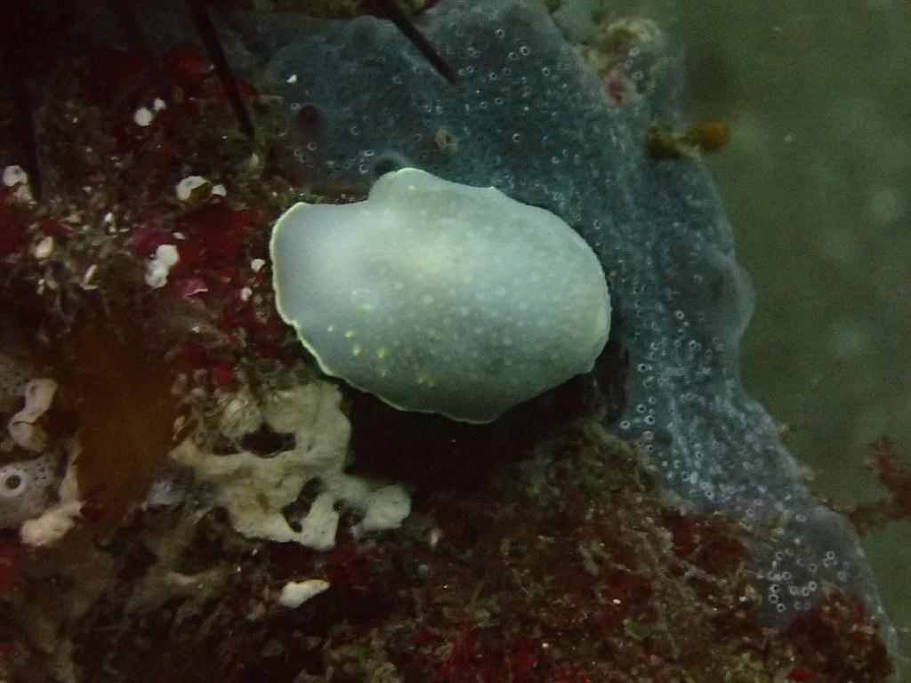 Fun Diving - 강원도 고성 청간정 리조트 - 인공어초