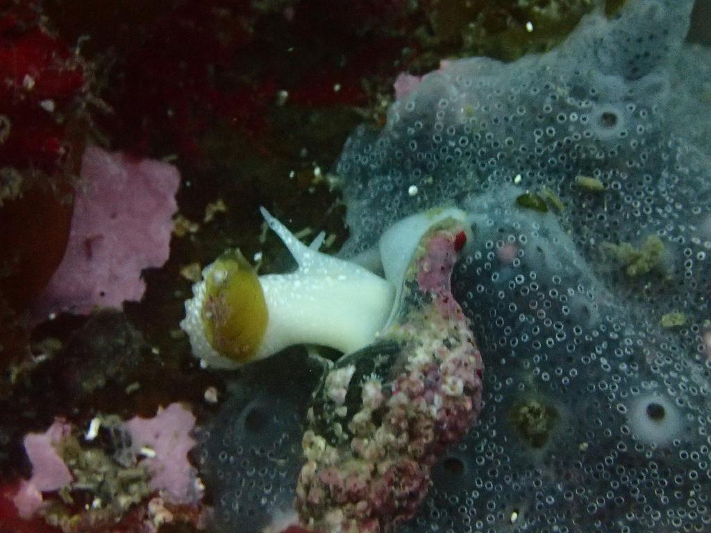 Fun Diving - 강원도 고성 청간정 리조트 - 인공어초