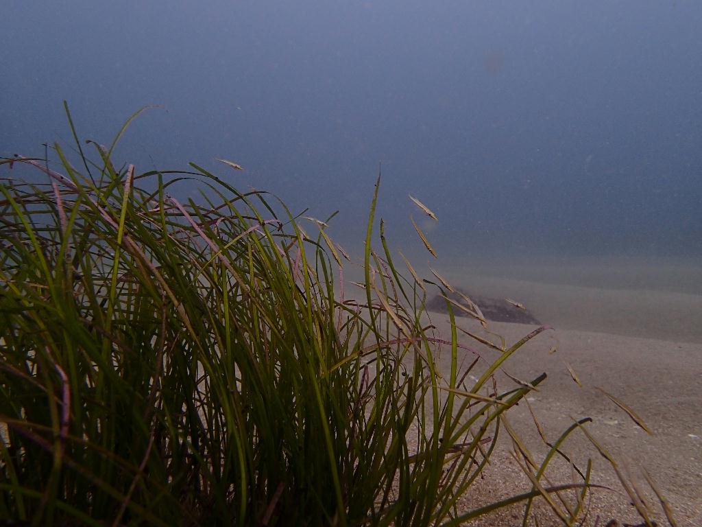 Fun Diving - 강원도 고성 청간정 리조트 - 인공어초