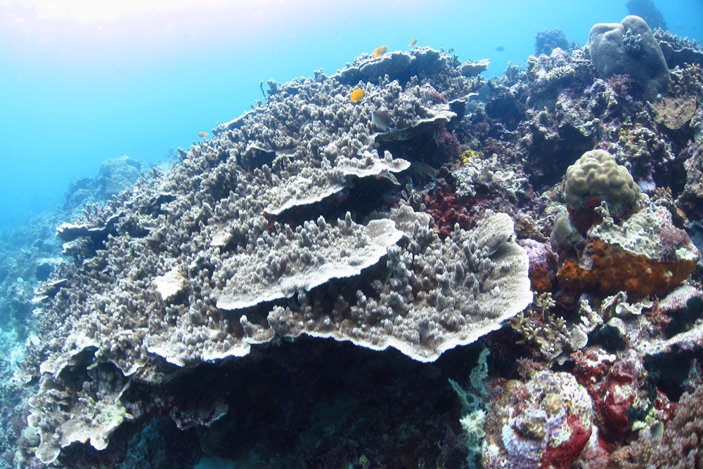 펀다이빙 - 세부 - 꼰티끼