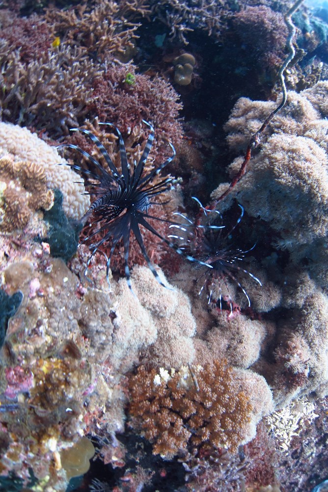 펀다이빙 - 세부 - 꼰티끼