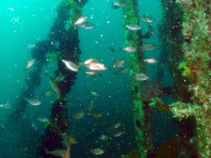 펀다이빙 - 경포다이브리조트 - 해중공원