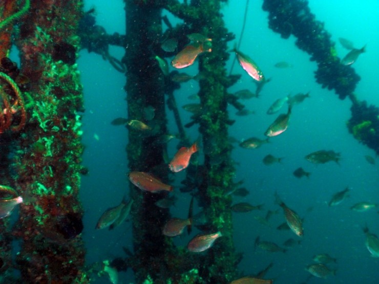 펀다이빙 - 경포다이브리조트 - 해중공원