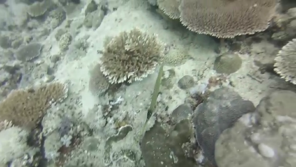 필리핀 사방 - 라라구나비치