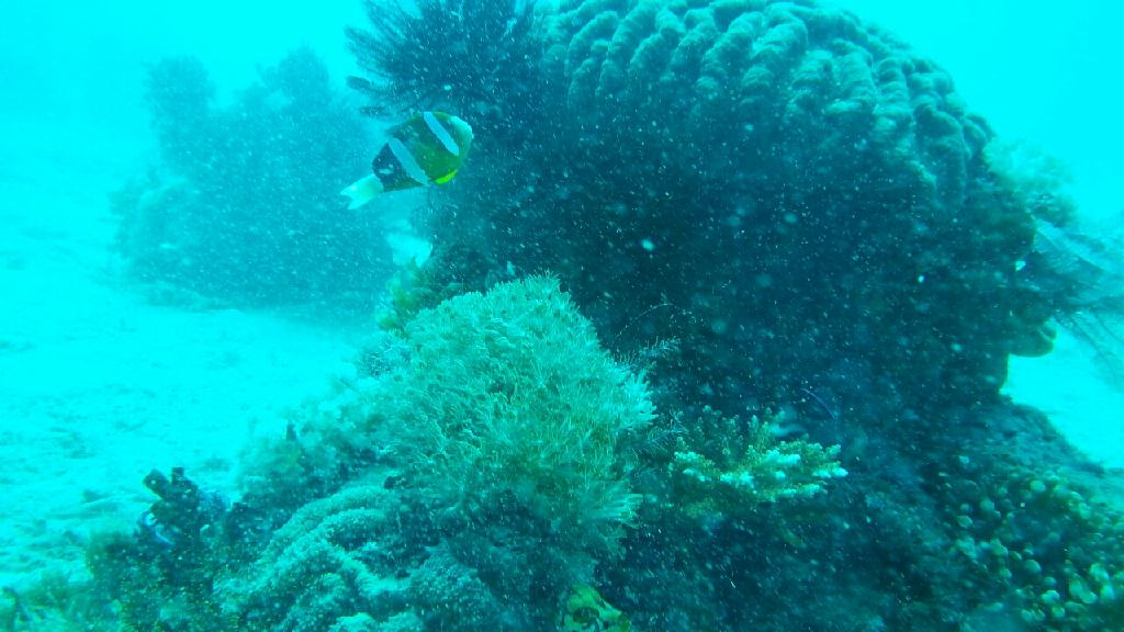 사방 - atoll, alma jane, sabang pt